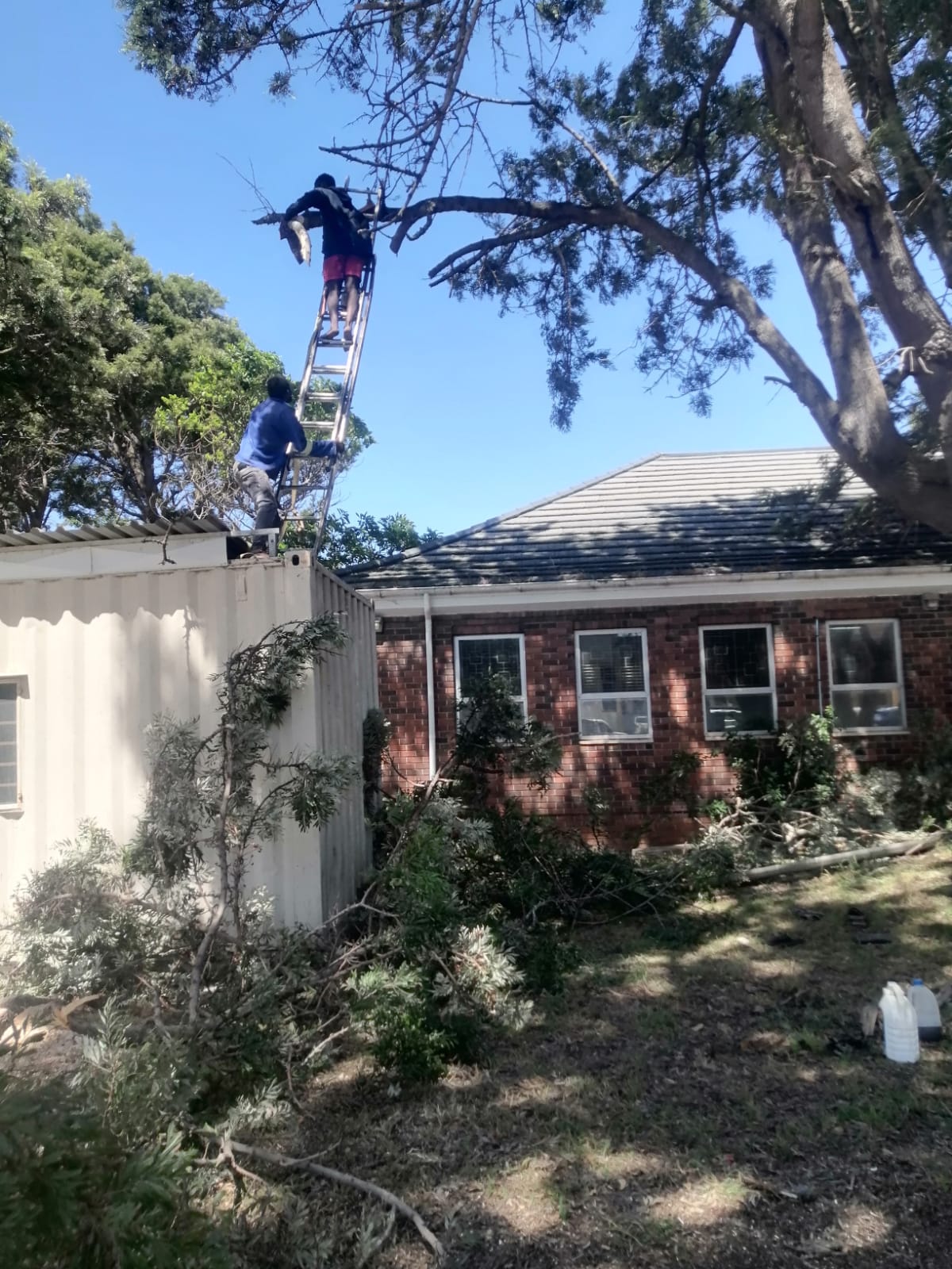 Knowle Tree Felling Services Port Elizabeth – Tree Felling Port ...