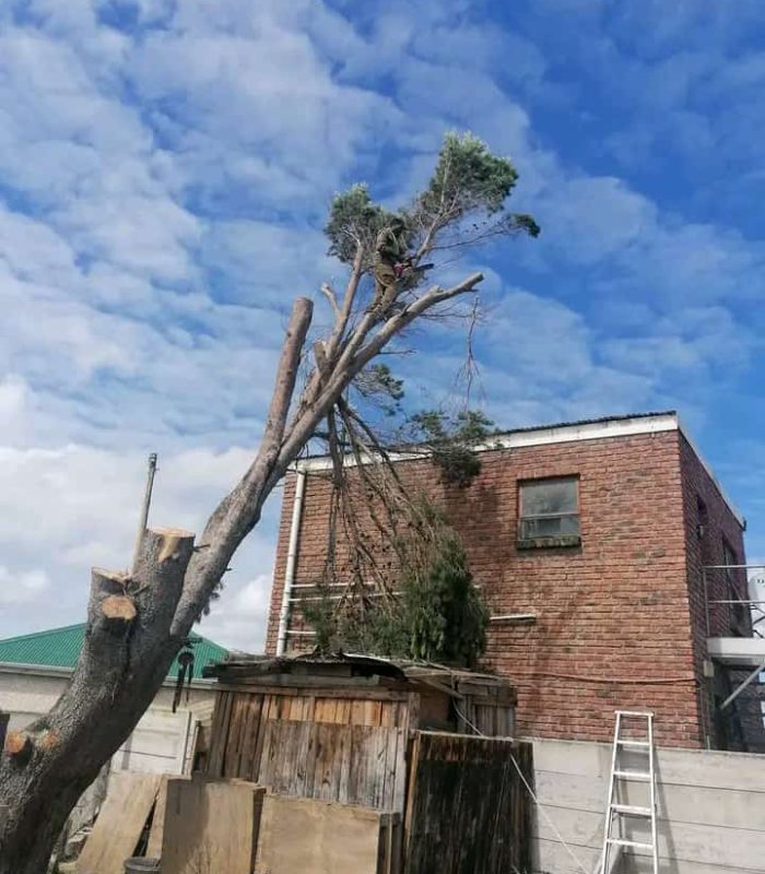 Hedge Prunning Port Elizabeth